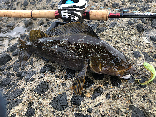 アイナメの釣果