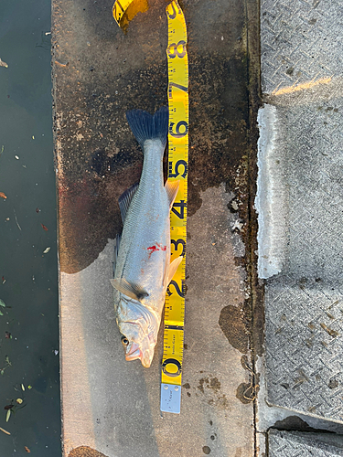 シーバスの釣果