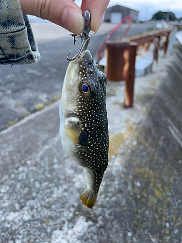 クサフグの釣果