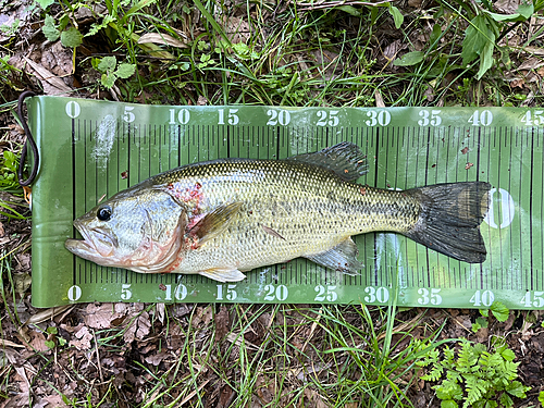 ブラックバスの釣果