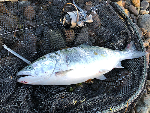 サクラマスの釣果