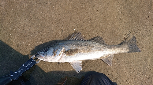 スズキの釣果