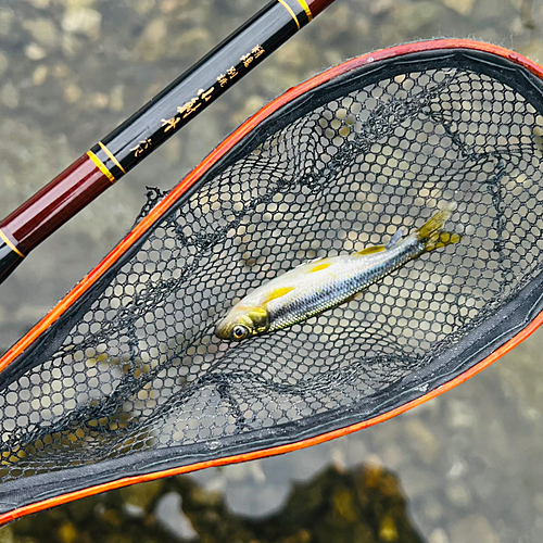 カワムツの釣果