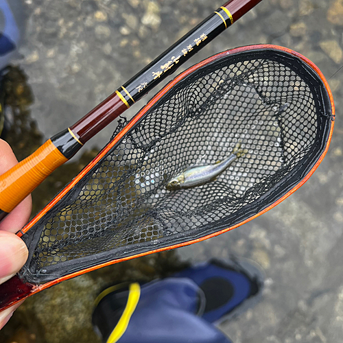 カワムツの釣果