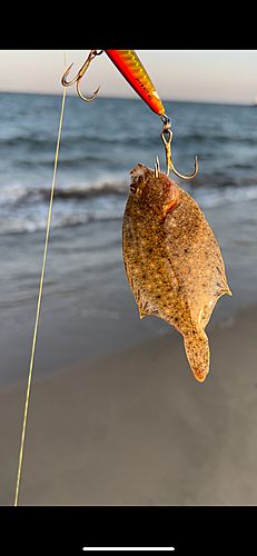 カレイの釣果