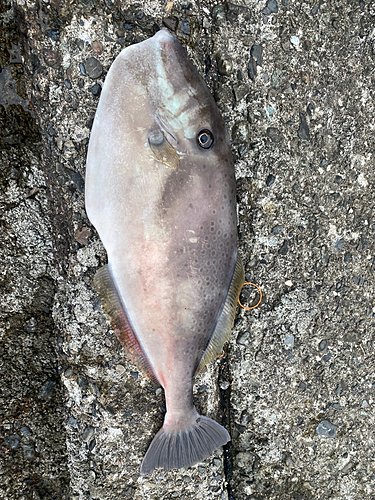 ウスバハギの釣果