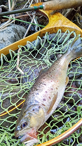 ブラウントラウトの釣果