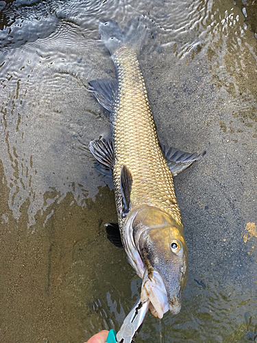 ニゴイの釣果