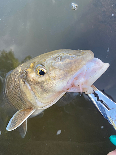 ニゴイの釣果