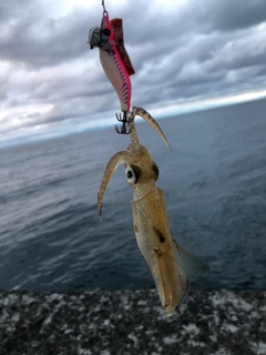 マメイカの釣果