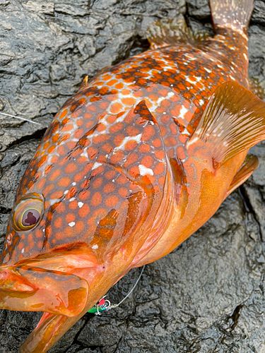 キジハタの釣果