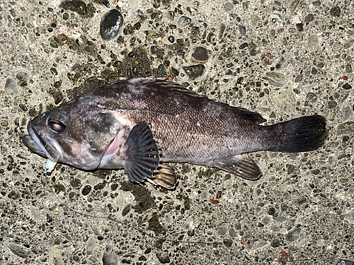 クロソイの釣果