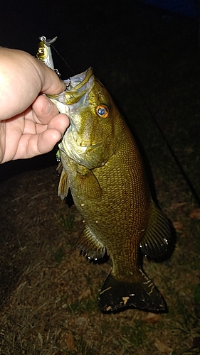 スモールマウスバスの釣果