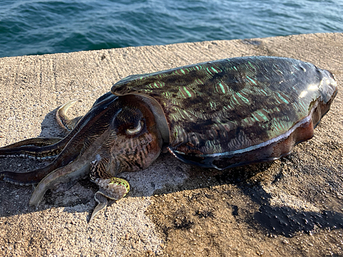 アオリイカの釣果