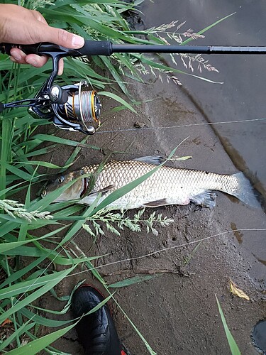 ニゴイの釣果