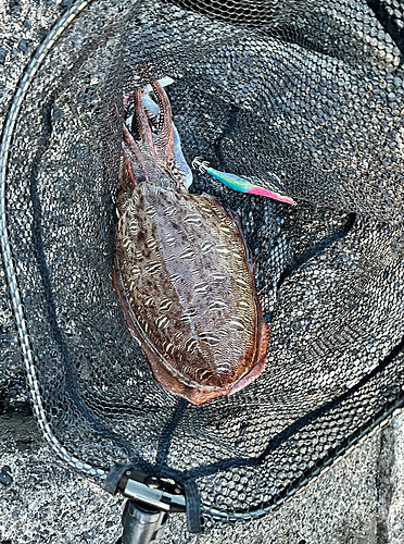 モンゴウイカの釣果