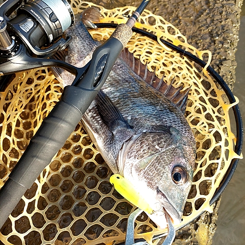 チヌの釣果