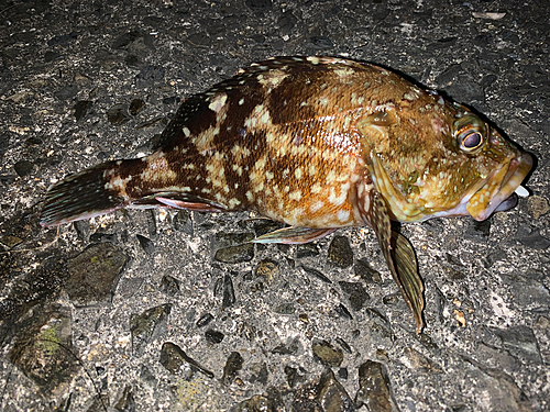 アラカブの釣果