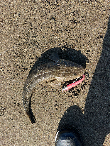 マゴチの釣果