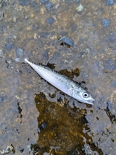 サバの釣果