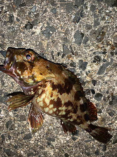 アラカブの釣果