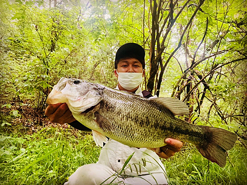 ブラックバスの釣果