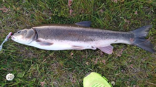 ウグイの釣果