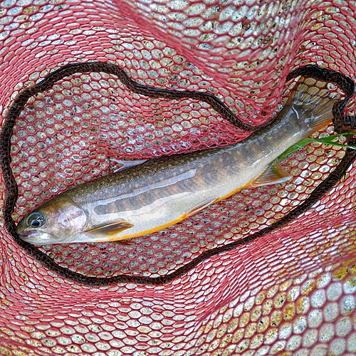 イワナの釣果