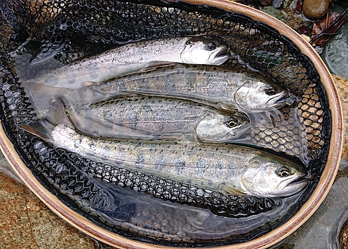 ヤマメの釣果