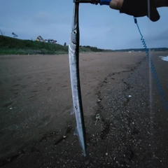 ダツの釣果