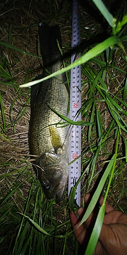 ブラックバスの釣果