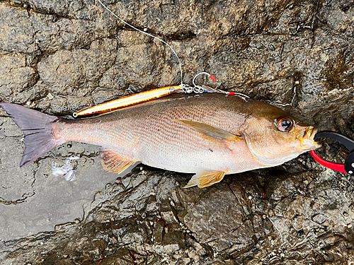 イサキの釣果