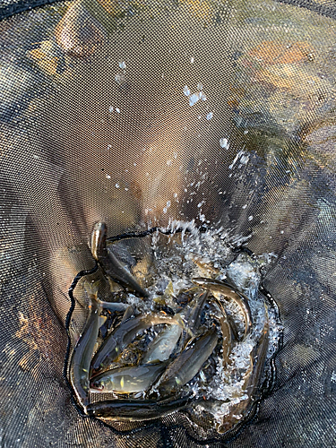 アユの釣果