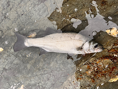 ヒラスズキの釣果