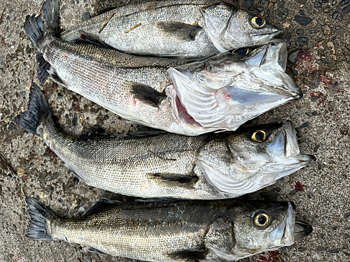 スズキの釣果