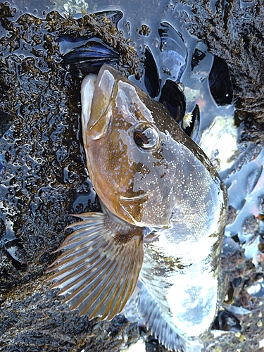 アイナメの釣果