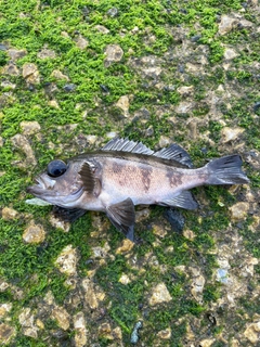 シロメバルの釣果