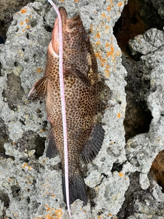 オオモンハタの釣果