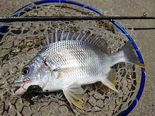 キビレの釣果