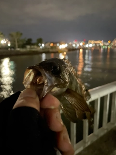 シロメバルの釣果