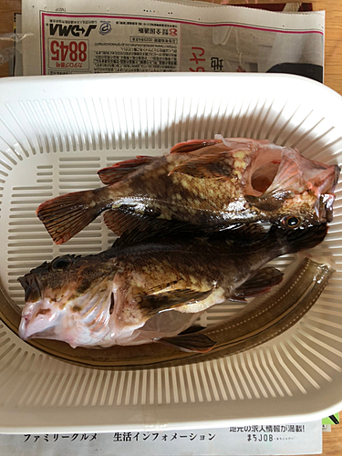 カサゴの釣果