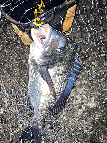 チヌの釣果