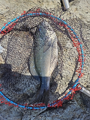 クチブトグレの釣果