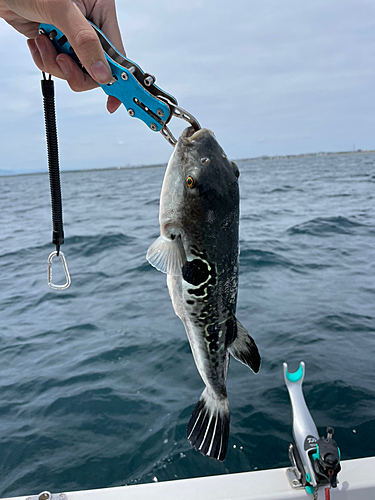 トラフグの釣果