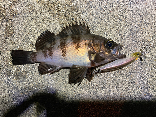 メバルの釣果