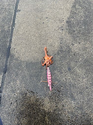 タコの釣果
