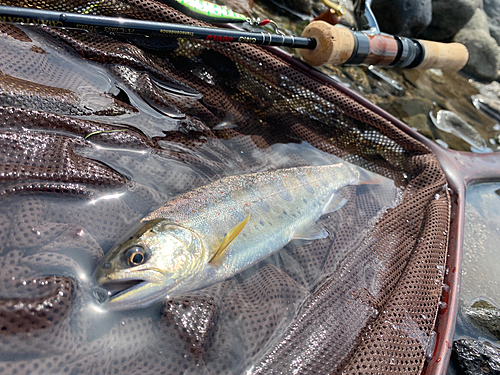 アマゴの釣果