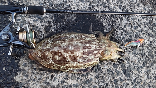 コブシメの釣果