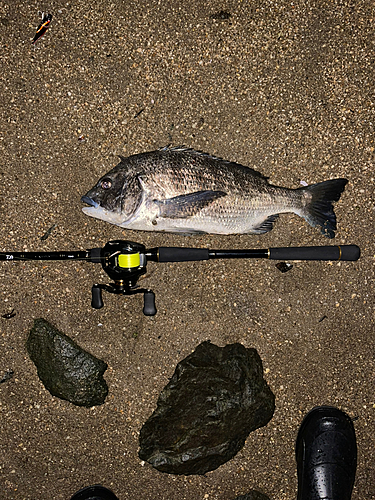 クロダイの釣果