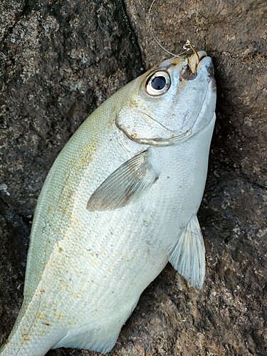 イスズミの釣果